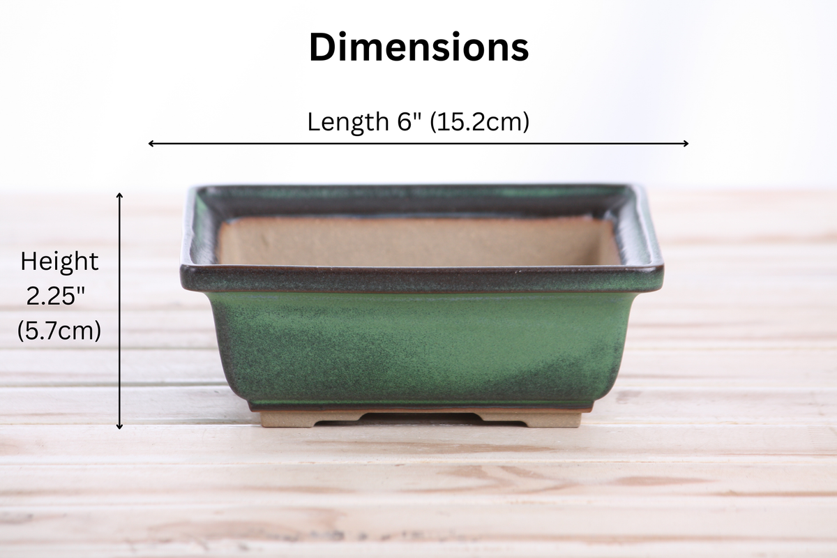 Willow Bonsai Ceramics Square Bonsai Pot 6 Inch – Low‑Profile Square Ceramic Bonsai & Succulent Planter with Accentuated Rim, High‑Fired Frost‑Proof Stoneware, Handmade in USA (Avocado)