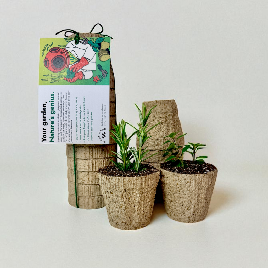 Ocean Made Kelp Pots | 3" Round
