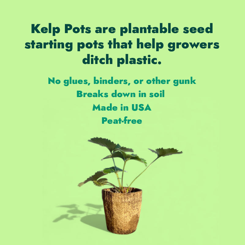 Ocean Made Kelp Pots | 3" Round