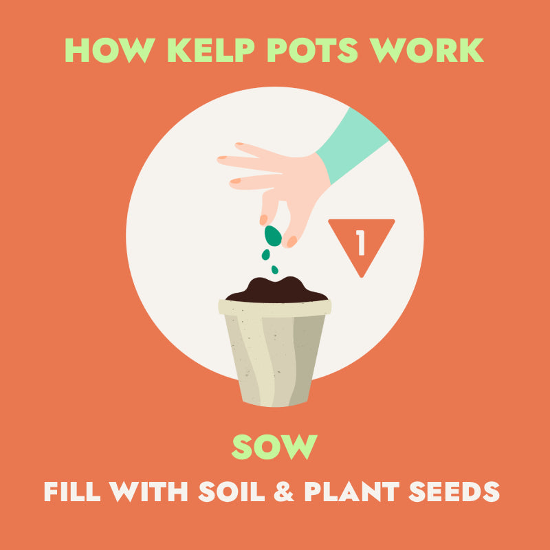 Ocean Made Kelp Pots | 3" Round