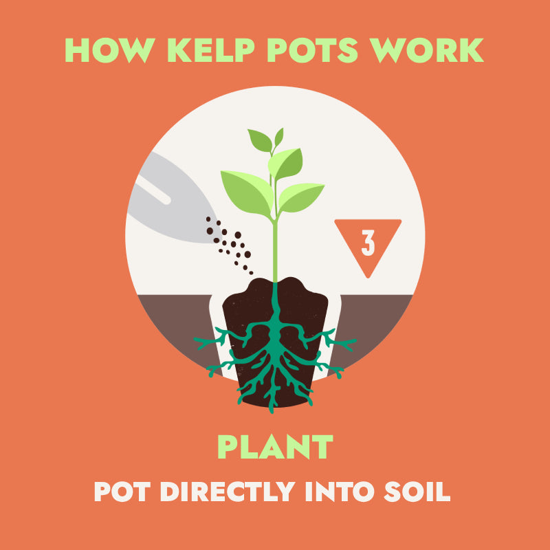 Ocean Made Kelp Pots | 3" Round