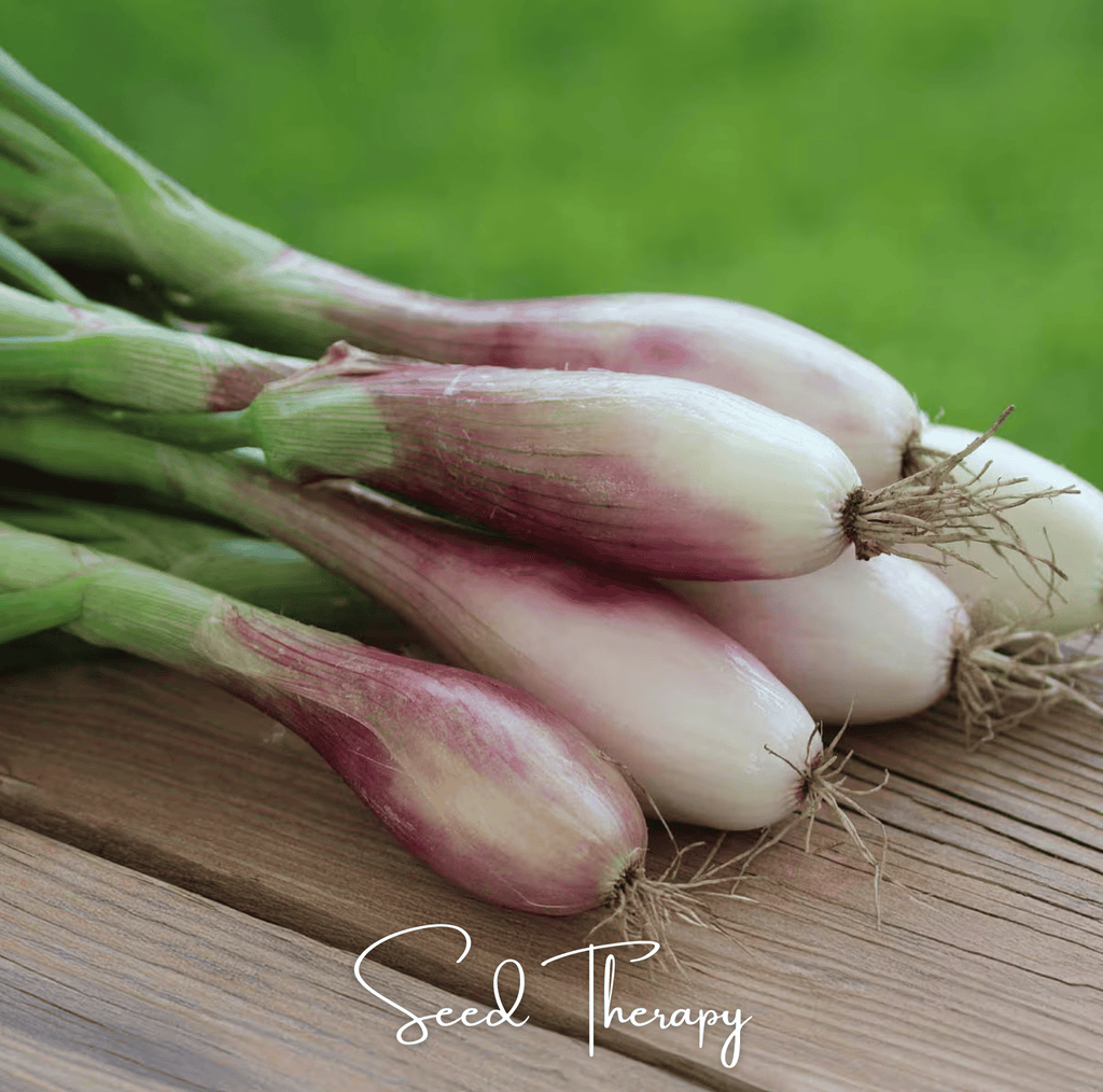 Zebrune Shallot – 25 Seeds